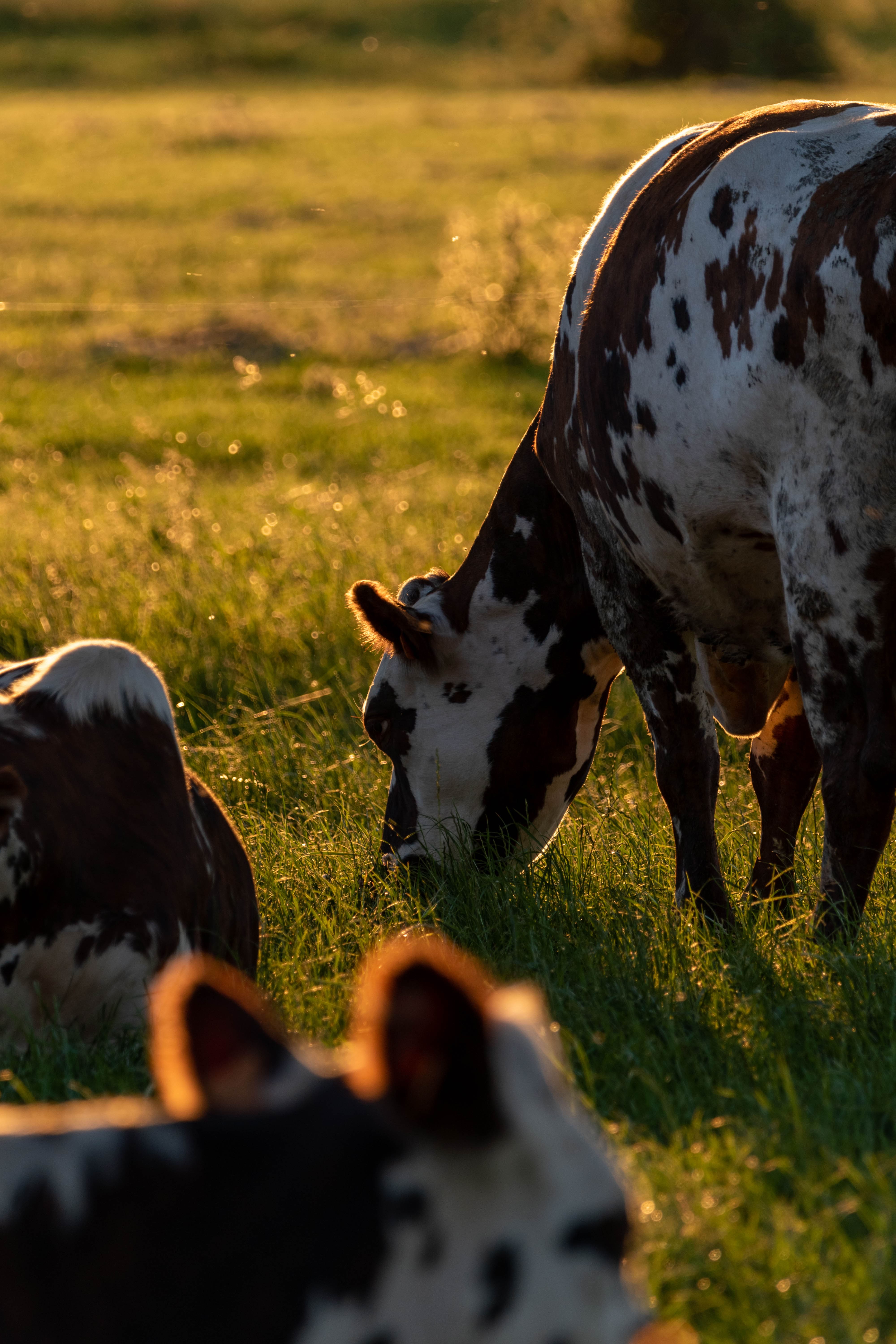 Photo de vache 5